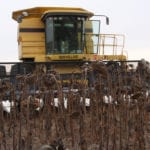 Darcelle Graham, executive director of the National Sunflower Association of Canada in Carman, Man., said the poor autumn weather slowed harvest, but most of the crop is off the field. | File photo