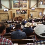 Prices for cattle at Manitoba auction marts are starting to settle closer to their Western Canadian counterparts after riding a high throughout most of the fall run. | File photo