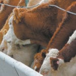 The market for feed grains in Western Canada is largely flat, but could change soon, according to one commodities trader. | File photo
