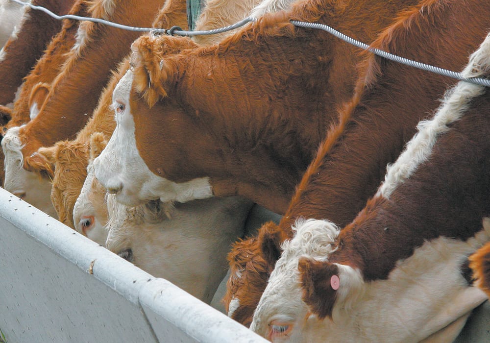 The market for feed grains in Western Canada is largely flat, but could change soon, according to one commodities trader. | File photo