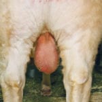 Sound, large testicles are indicative of adequate semen production. | Barbara Duckworth photo