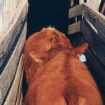 Producers need to take steps to ensure their cattle have adequate traction in the chute when processing and loading them. | File photo