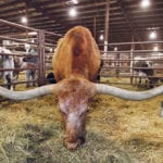 Toby and Kris Johnson from Big Horn, Wyoming, brought seven Texas Longhorn animals to Canadian Western Agribition, including BN Jim Reeves, a 1,900-pound steer with 110.5-inch horns. It has the 10th largest set of horns in the world. | Michael Raine photo