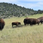 The word buffalo is so ingrained with the American public — think Buffalo Bill and others — that people will still equate buffalo with bison.
| File photo