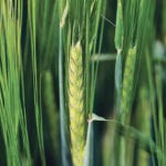China’s shift from low quality to high beer requires better quality malting barley, which is good for Canada. | File photo