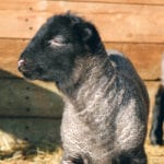 Provincial officials say veterinarians might be able to work with sheep even though they know only a little about the animals, but producers remain skeptical. | File photo