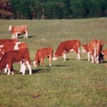 A variety of producer groups in Alberta have been urging the province to change how grazing leases are managed. | File photo