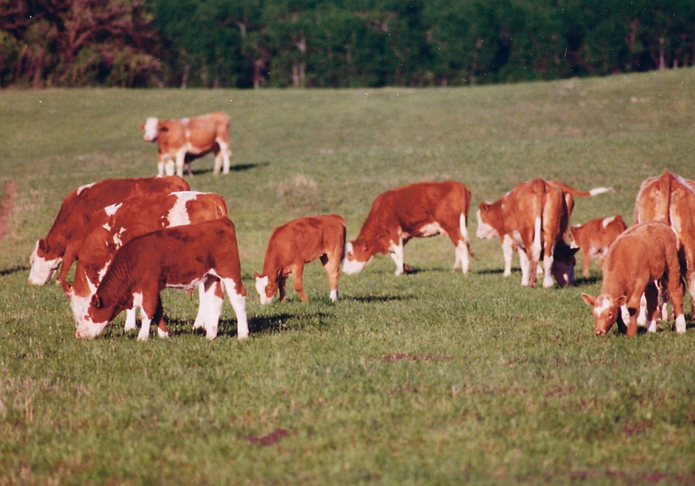 A variety of producer groups in Alberta have been urging the province to change how grazing leases are managed.  |  File photo