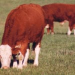 Some cattle producers are concerned that an auction system would drive up the cost of leases, giving an advantage to established livestock producers who can afford to pay more for crown land. | File photo