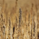 Proposed regulations in the new U.S. farm bill would remove hemp from the list of controlled substances, making it eligible for crop insurance and allow it to be sold as an agricultural commodity. | Michael Raine photo