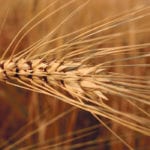 Algeria is starting to succeed in its efforts to become self-sufficient in durum. | File photo