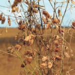 Most of the attention in pulse markets has been focused on India’s import tariffs and quotas, but AGT says the devaluation of the Turkish lira has hurt sales into what has traditionally been Canada’s second largest market for lentils. | File photo