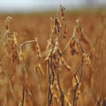 Canada exported 1.8 million tonnes of soybeans through week 16 of the crop year, which is 200,000 tonnes more than the same time last year. | File photo