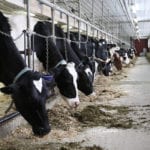 Yves Leduc, director of policy and trade for Dairy Farmers of Canada, said Canadian dairy producers expect an annual loss of about $190 million in milk sales as a result of the USMCA. Across the three trade agreements (CETA, CPTPP) he said the amount of milk displaced would roughly represent the milk production from 916 average Canadian dairy farms (85 cows each).
| File photo