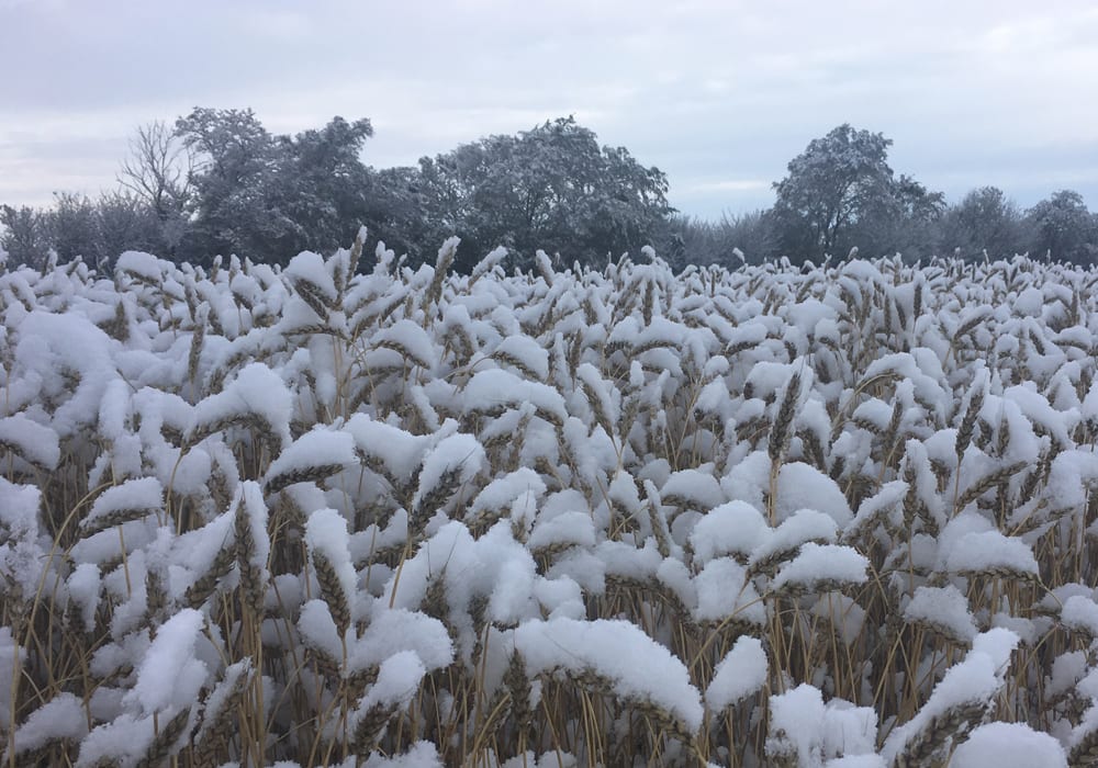 This growing season varied from a "normal" year. Hot, dry weather throughout August caused stress on crops. Then in September, Mother Nature pulled a complete 180, switching to cold and wet weather which delayed the harvest well into October. | File photo