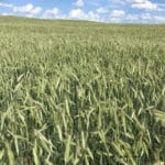 At more than C$7 per bushel for rye in Western Canada, Cal Vandaele of Vandaele Seed in Medora, Man. believes the price has topped off. | File photo