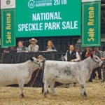 The national Speckle Park sale at Canadian Western Agribition grossed $337,200 on 34 lots. Genetic packages were sold across Canada and to buyers from Australia, Wales and Oklahoma. | Barbara Duckworth photo