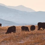 Alberta Beef Producers said the plebiscite was close but “within the parameters of being a decisive vote.” | Mike Sturk photo