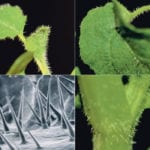 Some plants have evolved to generate hairs that will resist crawling insects. This brassica napus is expressing these genes, and typically has been bred out of canola genetics in favour of enhanced yields. Producers are asking that research look at introducing the trait for flea beetles and diamondback moths. | Agriculture Canada photo