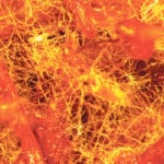 Mycorrhizae are fungi that live either on or in plant roots, extending the reach of root hairs into the soil to increase uptake of water and nutrients. Mycorrhizae also produce plant hormones and antibiotics to protect the plant. | Agricultural Solutions photo