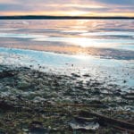 Blue green algae bubbles along the shoreline of Moose Lake. | Jeremy Simes photo