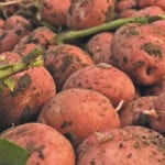 Tightly managed potato supply means processors will struggle to replace the missing spuds when 4.3 percent of acres are lost. | File photo