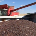 The Statistics Canada report placed final canola production at 20.343 million tonnes, which is 656,000 tonnes less than the agency's September data and nearly one million tonnes lower than the final 2017-18 figures. | File photo