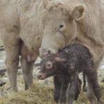 A diverse amount of bacterial DNA has been found to exist in the calf’s intestine right at the moment of birth. | File photo