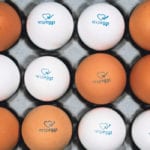 The German government hopes that a new way to determine the sex of unhatched chicks will prove to be a major advancement in animal welfare. | SELEGGT photo