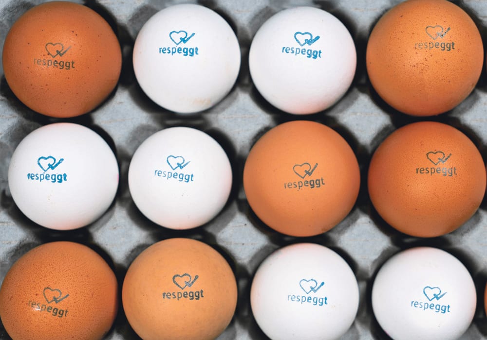 The German government hopes that a new way to determine the sex of unhatched chicks will prove to be a major advancement in animal welfare.  |  SELEGGT photo