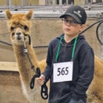 Daylin Shotter from Creekside Alpacas in Osage, Sask., waits his turn in the show ring with TGS Creekside’s Echo, a two-year-old fawn-coloured huacaya alpaca. | Karen Briere photo