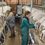 Ellen and Andries Boersma prepare the goats for the day’s second milking at 5 p.m., which takes about three hours. Andries built the milking parlour with the help of family and friends. Because the couple did so much of the hands-on work of converting the cow dairy barns to be suitable for goats, they are confident they’ll be able to do a lot of any necessary fixing. | Maria Johnson photo