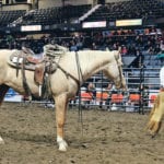 Cain Quam demonstrates the attention of his horse, Vegas, in the sale ring at Canadian Western Agribition’s select horse sale. | Karen Briere photo