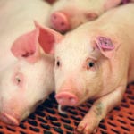 Some producers favour a made-in-Canada hog price formula, but economists are hesitant to endorse the idea. | File photo