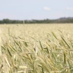 Rye production was up in Quebec in 2018 and one reason was producers have been supplying hybrid rye for feed to the province's hog industry. | File photo