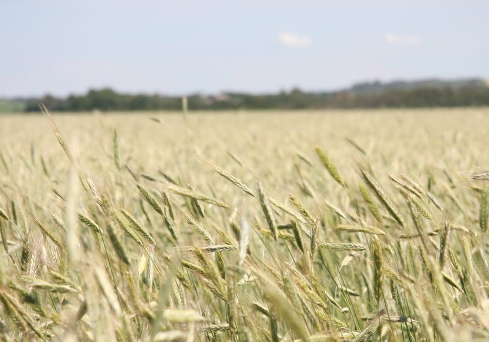 Rye production was up in Quebec in 2018 and one reason was producers have been supplying hybrid rye for feed to the province's hog industry. | File photo