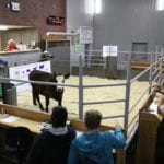 There was 10,351 head ran through the provinces eight major auction marts for the week ended Dec. 7. This was down from the previous week where 11,227 head were sold. Auction volume has been decreasing over the past few weeks as the fall run wraps up. | File photo
