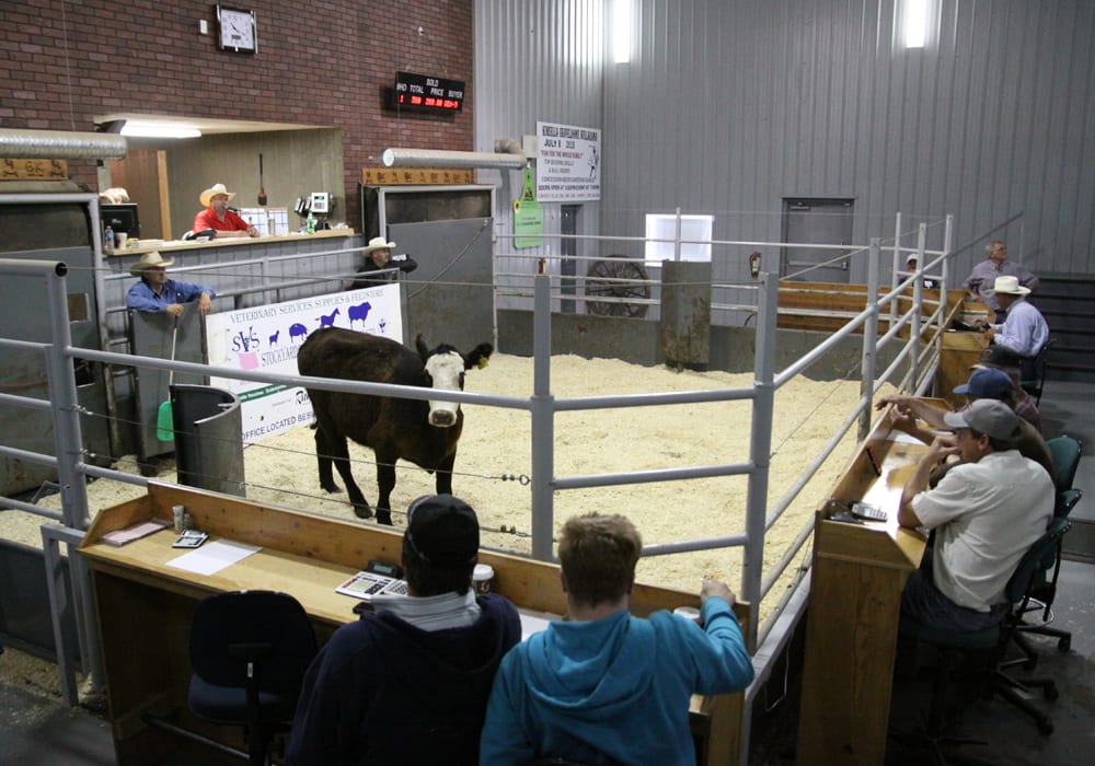 There was 10,351 head ran through the provinces eight major auction marts for the week ended Dec. 7. This was down from the previous week where 11,227 head were sold. Auction volume has been decreasing over the past few weeks as the fall run wraps up. | File photo