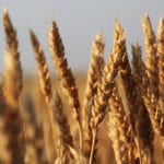 Wheat bids in Western Canada were up for the week ended Dec. 7, as strength in the Unites States futures provided support. | File photo