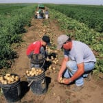 The new rules will not apply to youngsters under the age of 13 who work on farms, nor to those doing casual work such as babysitting or snow shoveling. | File photo