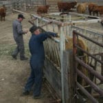 This morning, McDonald's released a new policy on antibiotics that will affect cattle producers in North America, Europe, Brazil and Australia. | File photo