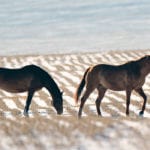 If a horse is going to develop a tumour, by far the most likely is a skin tumour known as a sarcoid. | Mike Sturk photo