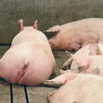 Research at the Prairie Swine Centre suggests that changing the enrichment every few days introduces a novelty factor that seems to stimulate the sows’ interest. | File photo