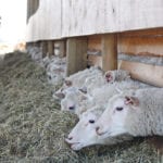 A requirement to supply lambs year round could be challenging for many producers. | File photo