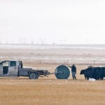 Alberta Beef Producers warns that future budgets will be smaller because of a shortfall in funding. Above, a rancher feeds the herd near High River, Alta. | Mike Sturk photo