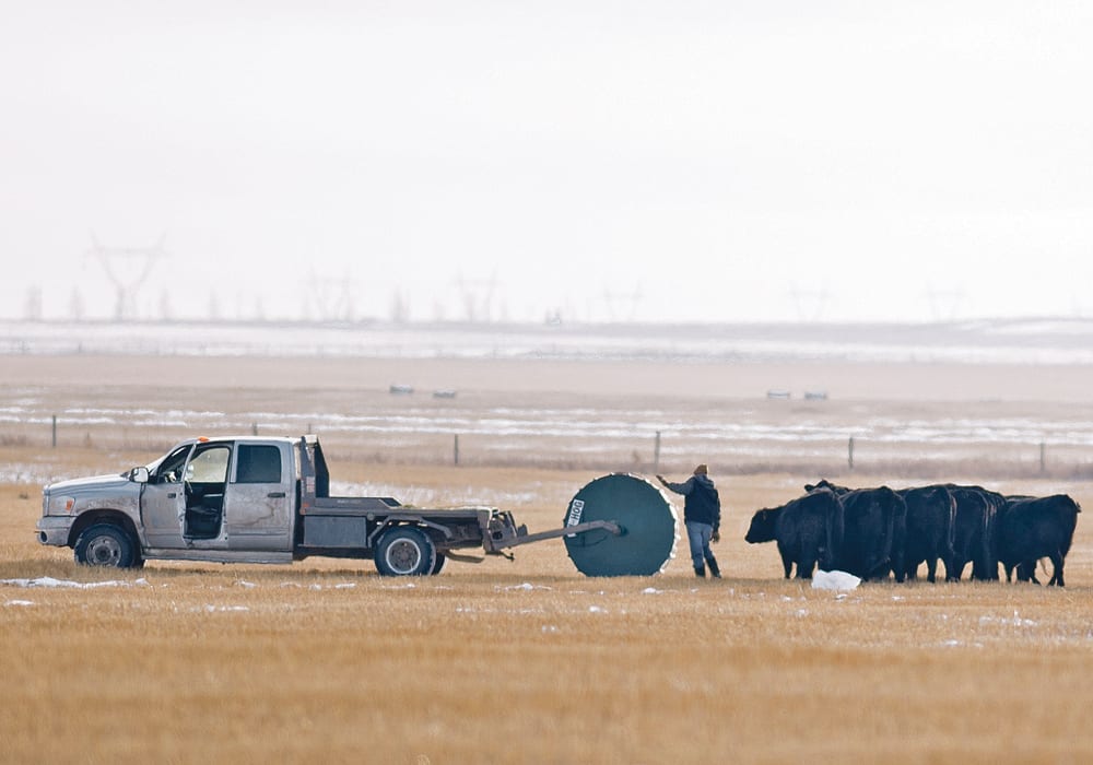 Alberta Beef Producers warns that future budgets will be smaller because of a shortfall in funding. Above, a rancher feeds the herd near High River, Alta.  |  Mike Sturk photo