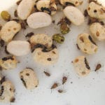 The bean weevil larvae bore into a pod and keep eating until there’s nothing left but a hollow shell. The adults then emerge to find another free bean meal. | File photo