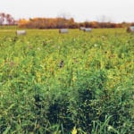 Most genetic work in forages has been done with alfalfa, pictured here, and sainfoin. | File photo