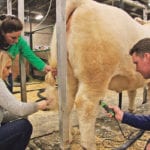 Lucy Collin, in green, from New Zealand, fits cattle with Katie and Andre Steppler of Miami, Man., during Canadian Western Agribition. | Karen Briere photo