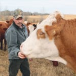 Ty Shelton feeds his cattle some potatoes on his farm near Lac La Biche. | Jeremy Simes photo